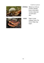 Diplomdarbs 'Tēmas "Ēdamās un indīgās sēnes" apguve 3.klasē', 104.