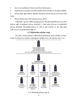 Referāts 'Valsts policijas atšķirības Latvijā un Nīderlandē', 6.
