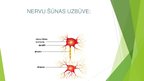 Prezentācija 'Veģetatīvo nervu sistēma', 3.