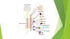 Prezentācija 'Veģetatīvo nervu sistēma', 5.