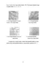 Referāts 'Pētījums par sauso ieraugu izmantošanu rudzu maizes gatavošanā', 15.