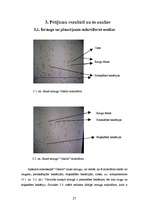Referāts 'Pētījums par sauso ieraugu izmantošanu rudzu maizes gatavošanā', 27.