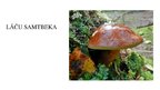 Prezentācija 'Latvijas sēnes', 7.
