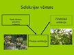 Prezentācija 'Selekcija', 3.
