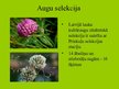 Prezentācija 'Selekcija', 6.