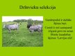 Prezentācija 'Selekcija', 7.