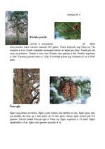 Konspekts 'Integrētā mācību prakse skolā', 15.