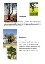 Konspekts 'Integrētā mācību prakse skolā', 16.