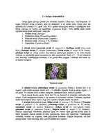 Referāts 'Ceriņu selekcija', 7.