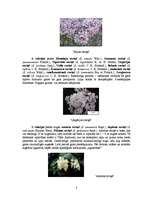 Referāts 'Ceriņu selekcija', 8.