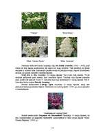 Referāts 'Ceriņu selekcija', 14.