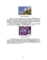 Referāts 'Ceriņu selekcija', 15.