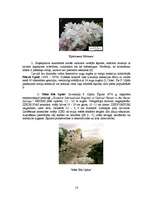 Referāts 'Ceriņu selekcija', 16.