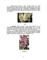 Referāts 'Ceriņu selekcija', 17.