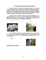 Referāts 'Ceriņu selekcija', 18.