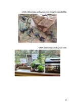 Prakses atskaite 'Pirmsskolas izglitības iestādes prakse', 23.