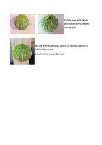 Konspekts 'Rotājumi no dzijas', 3.