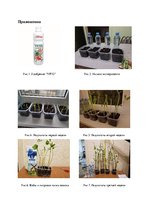 Referāts 'Влияние удобрения на рост растений', 13.