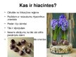 Prezentācija 'Hiacintes', 2.