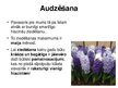 Prezentācija 'Hiacintes', 3.