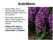 Prezentācija 'Hiacintes', 5.