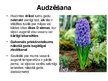 Prezentācija 'Hiacintes', 6.