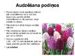 Prezentācija 'Hiacintes', 9.