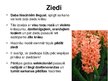 Prezentācija 'Hiacintes', 12.