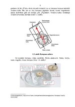 Referāts 'Kompass, tā uzbūve un izmantošanas iespējas', 6.