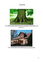 Referāts 'Dabas aizsardzības plāns Lāčplēša parkam Lielvārdē', 21.