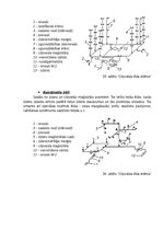 Referāts '“Ūdensapgāde un kanalizācija” - teorētiskā analīze', 24.