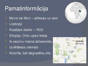 Referāts 'Mursi cilts', 3.