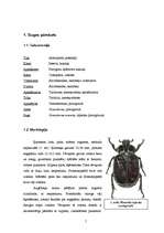 Referāts 'Lapkoku praulgrauzis Latvijā', 5.