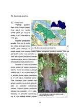 Referāts 'Lapkoku praulgrauzis Latvijā', 19.