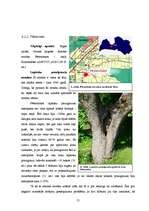 Referāts 'Lapkoku praulgrauzis Latvijā', 21.