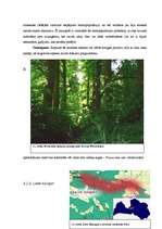 Referāts 'Lapkoku praulgrauzis Latvijā', 22.