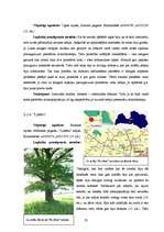 Referāts 'Lapkoku praulgrauzis Latvijā', 23.