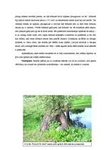 Referāts 'Lapkoku praulgrauzis Latvijā', 24.