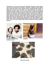 Konspekts 'Sportista raksturs', 2.