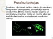 Prezentācija 'Makromolekulas. Lipīdi. Polisaharīdi. Proteīni. Nukleīnskābes', 11.