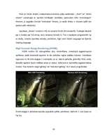 Konspekts 'Videokartes', 31.