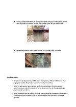 Paraugs 'Vielu pierādīšana augu šūnā', 2.