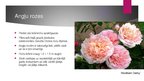 Prezentācija 'Rožu stādu audzēšana', 8.