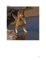 Konspekts 'Kaķi, to īpašības', 16.