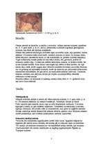 Konspekts 'Pirmatnējā māksla', 3.