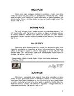 Konspekts 'Pūces', 2.