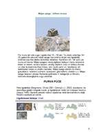 Konspekts 'Pūces', 5.