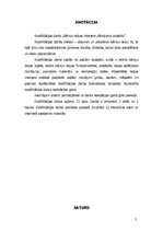 Referāts 'Bēniņu telpas interjera plānojuma projekts', 2.