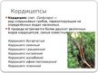 Prezentācija 'Хищные грибы-паразиты', 7.