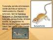 Prezentācija 'Mērenā mitrumā dzīvojošie un sauso reģionu iemītnieki', 4.